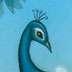 Peacock Cover