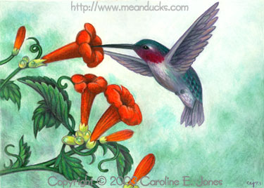 Hummingbird with Trumpet Creeper